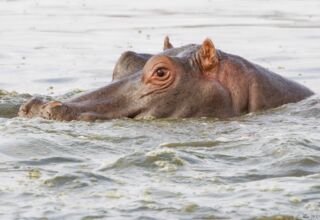 Hippopotame