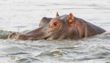 Hippopotame