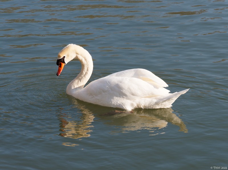 Cygne tuberculé