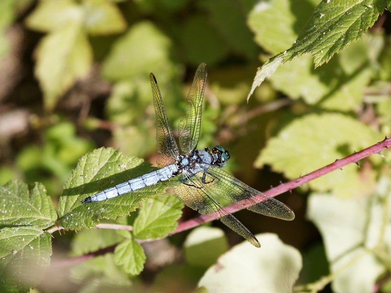 Orthétrum bleuissant