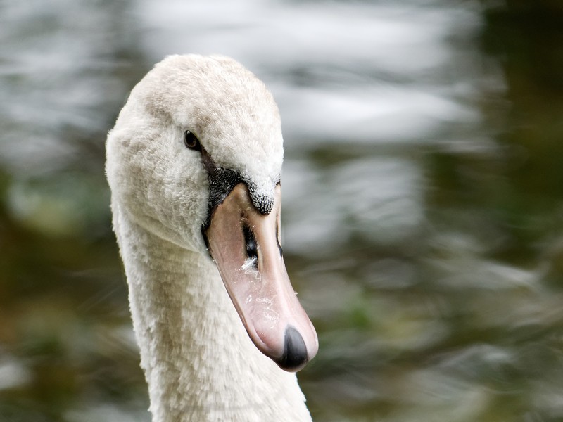 Tête de cygne tuberculé