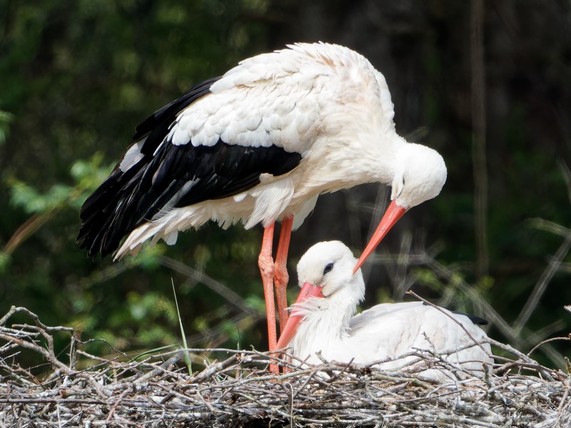 Cigogne blanche