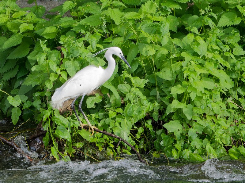 Aigrette garzette