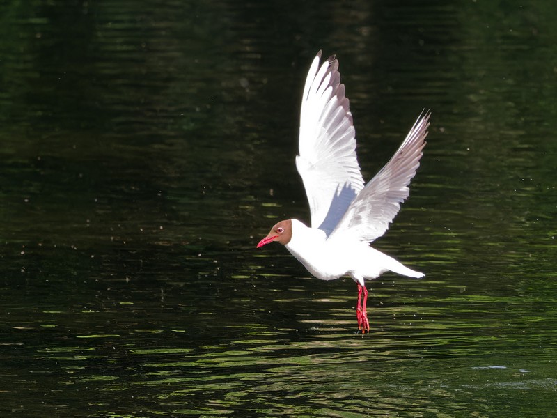 Mouette rieuse