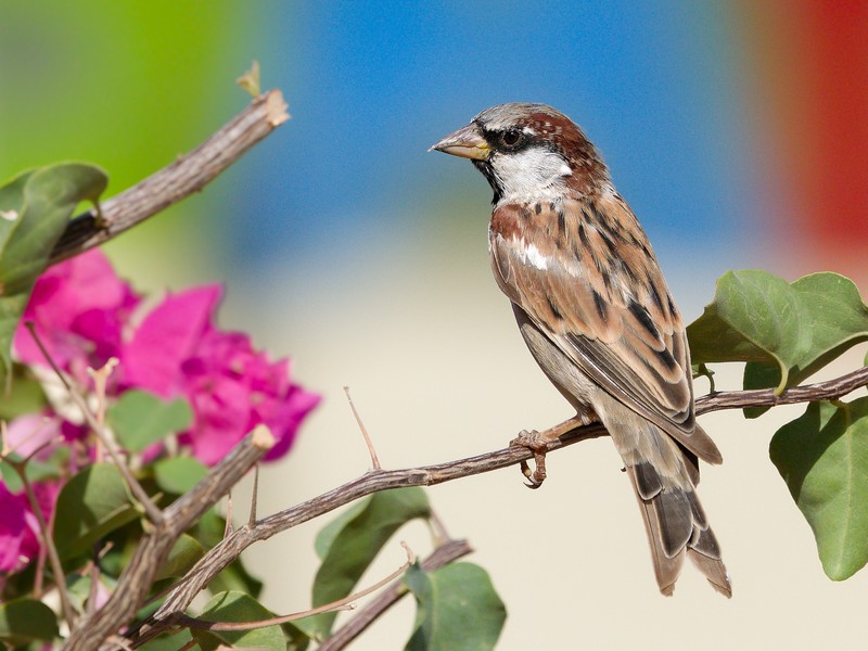 Moineau cisalpin