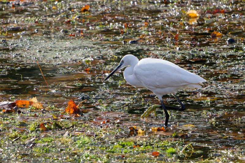 Aigrette garzette