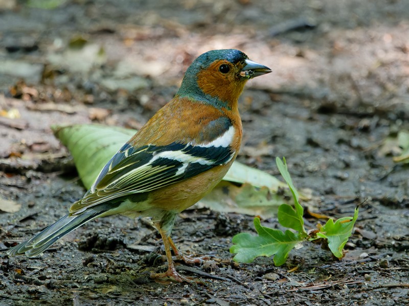 Pinson des arbres