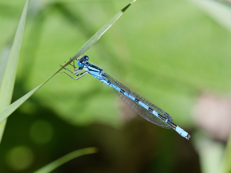 Agrion porte-coupe