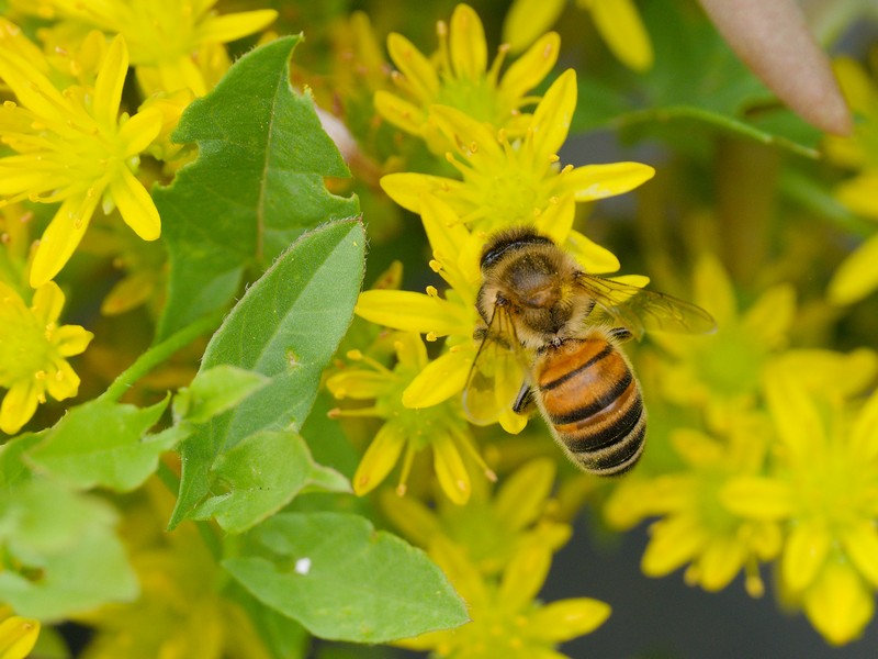 Abeille européenne