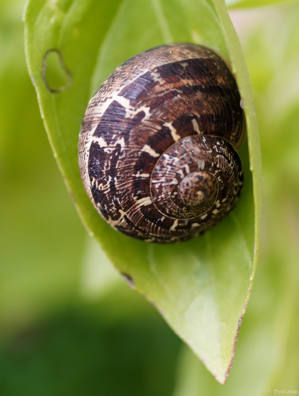 Escargot