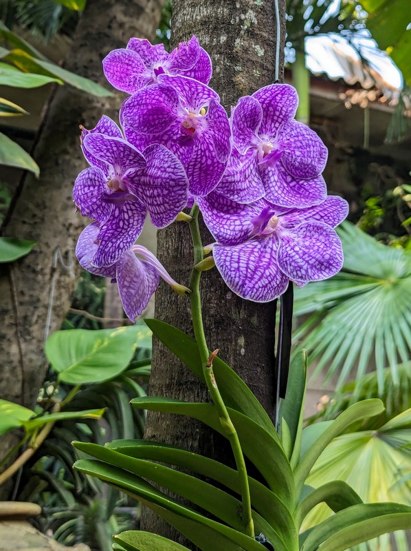 Orchidée dans le jardin de la galerie Symphonie des Arts