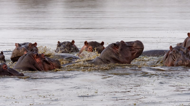 Hippopotames se baignant dans un point d'eau