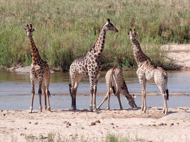 Girafes au point d'eau