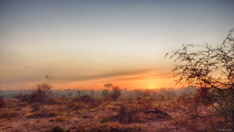 Lever de soleil sur la savane