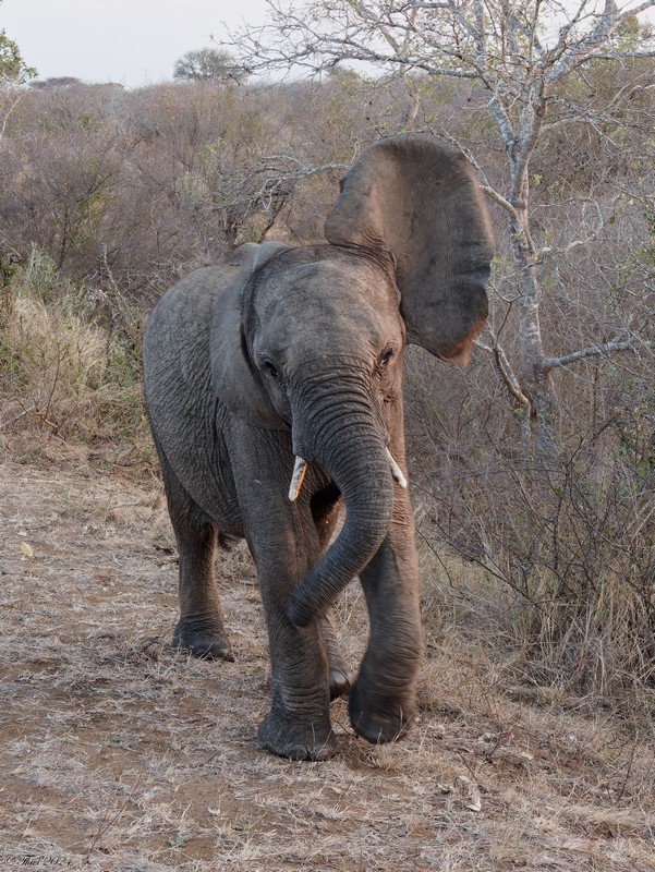 Jeune éléphant de savane d'Afrique