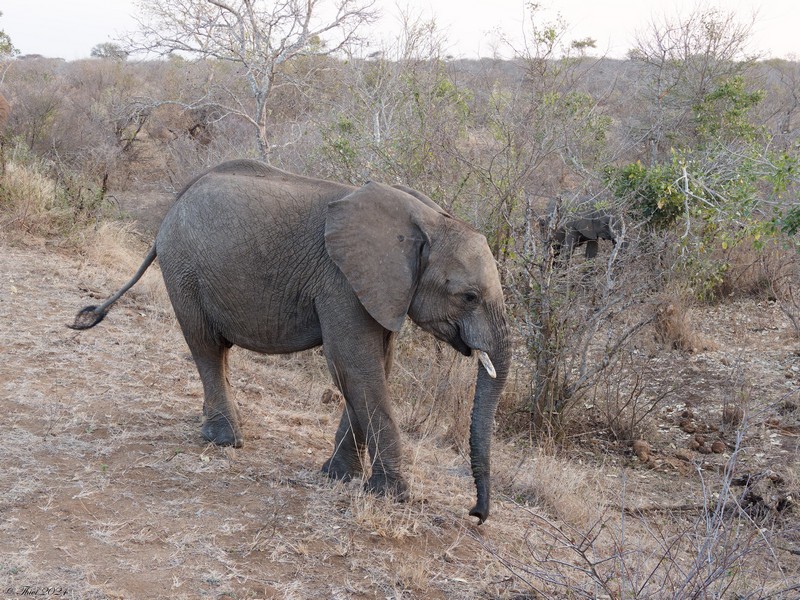 Eléphant de savane d'Afrique