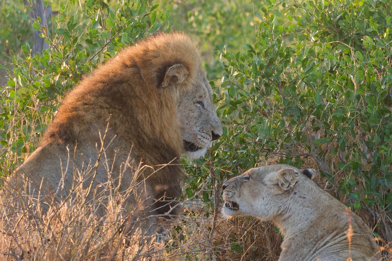 Lions - 1ere observation