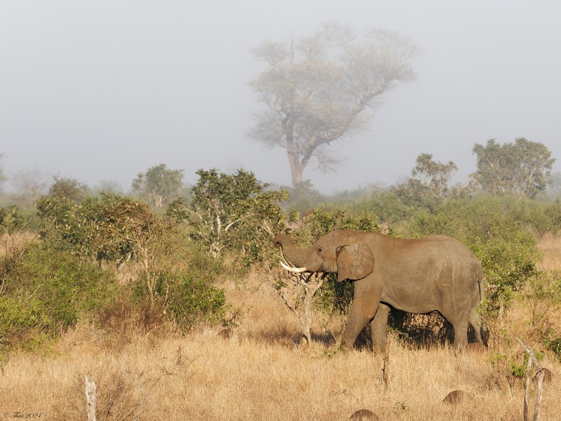 Eléphant s'attaquant à un arbre dans la savane