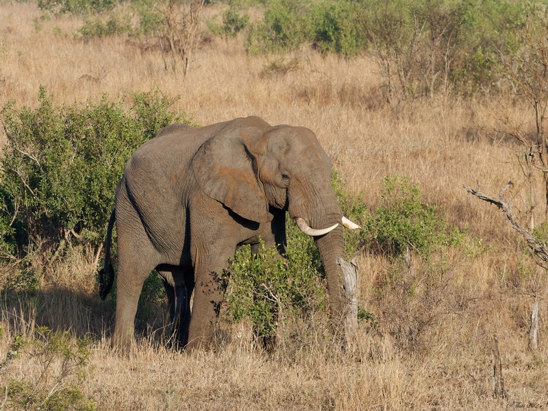 Eléphant de savane d'Afrique