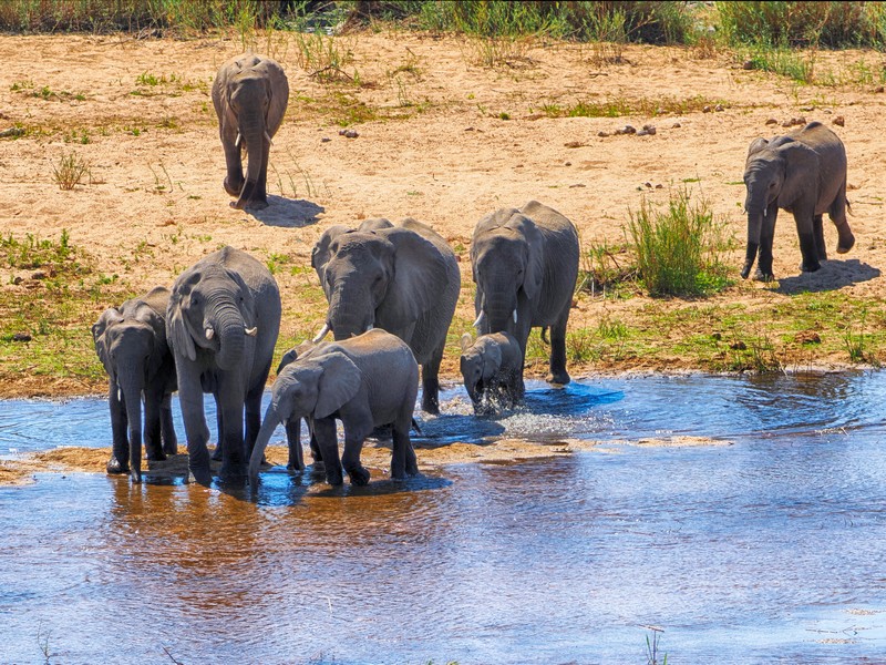 Troupeau d'éléphants se désaltérant à la rivière