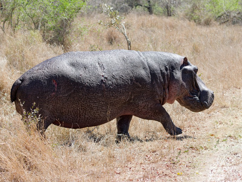 Hippopotames au repos à terre