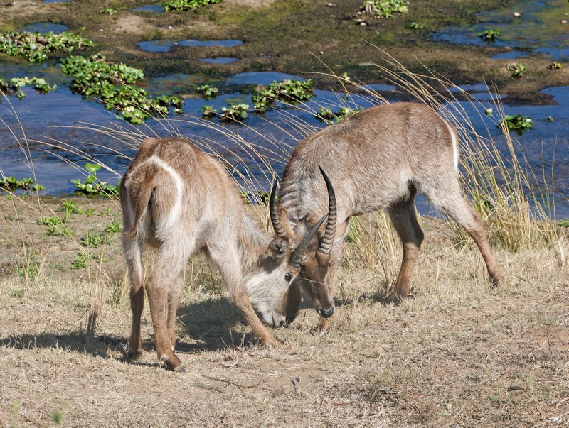 Cobe à croissant (waterbuck)