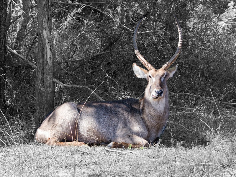 Cobe à croissant (waterbuck)