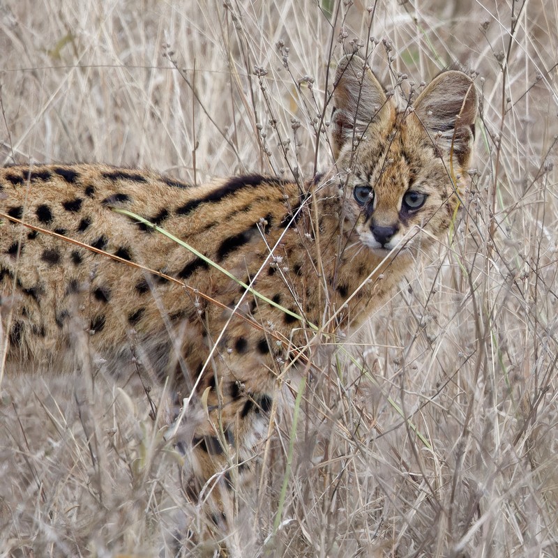 Serval