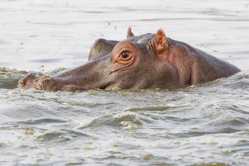 Hippopotame se baignant dans un point d'eau