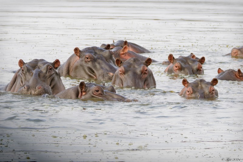 Hippopotames se baignant dans un point d'eau