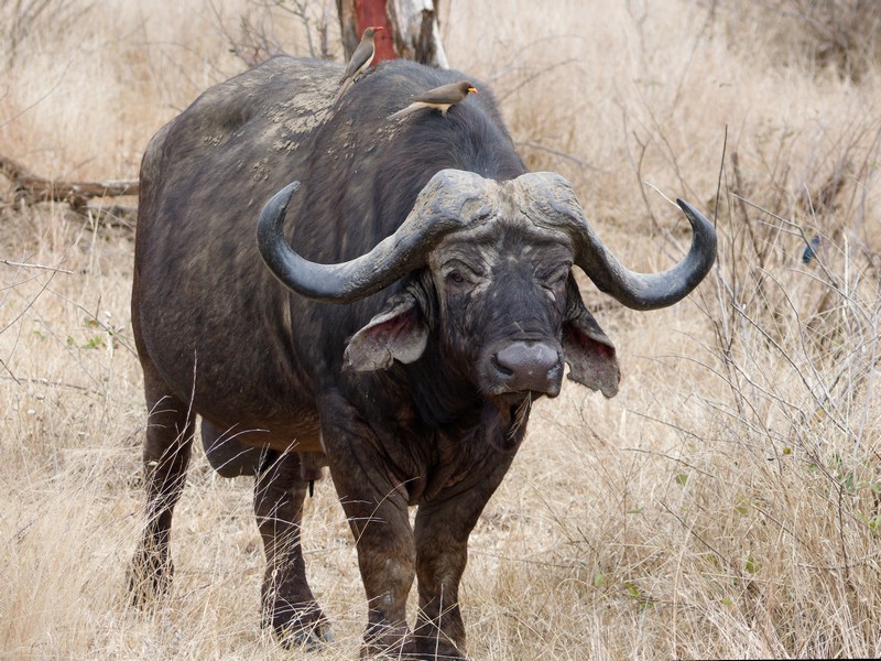 Buffle d'Afrique (Syncerus caffer)