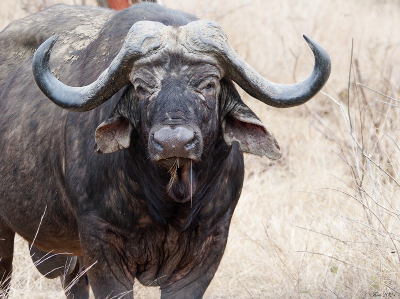 Buffle d'Afrique (Syncerus caffer)