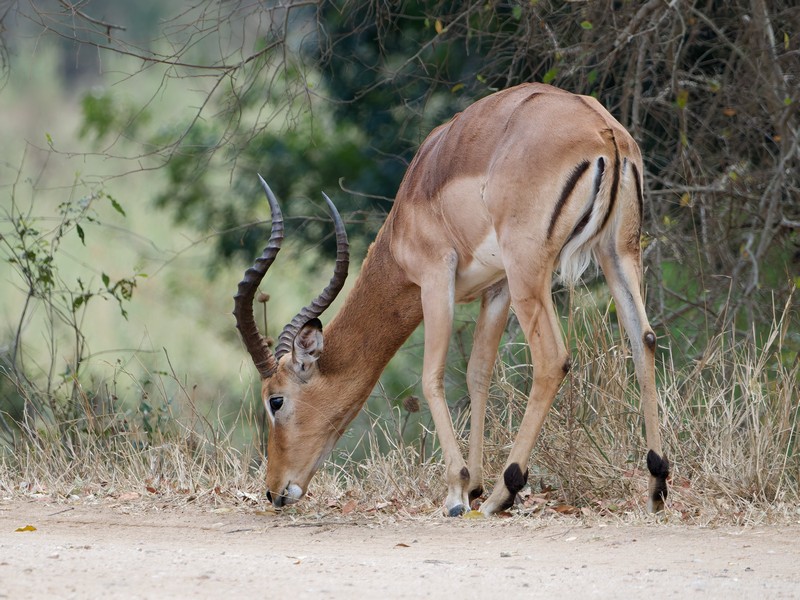 Impala