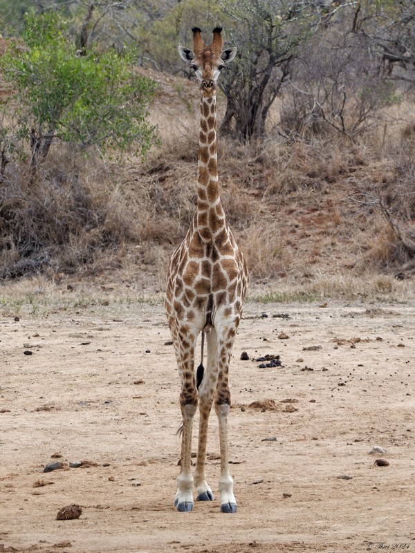 Girafe