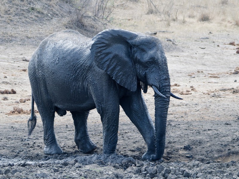 Eléphant de savane d'Afrique après un bain de boue