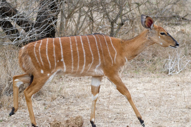 Nyala femelle