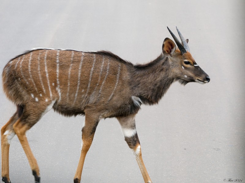 Jeune mâle Nyala