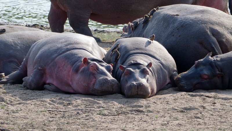 Hippopotames au repos à terre