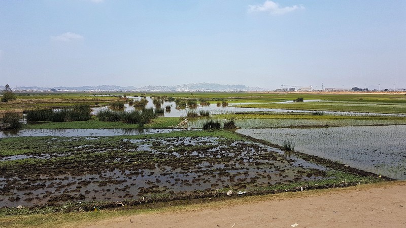 Rizière sur la route de l'aéroport, en bordure de Tananarive