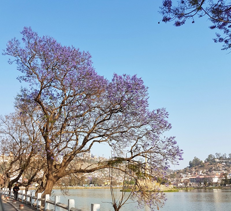 Arbre jacaranda aux fleurs pourpres