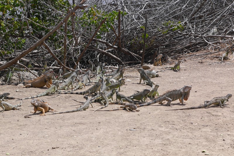 Iguanes près de l'étang aux Poissons