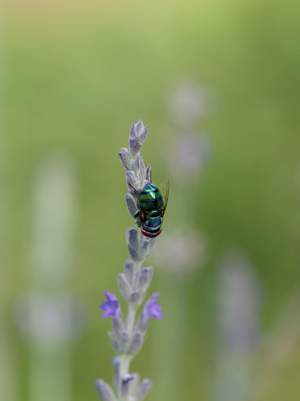 Mouche orientale des latrines (Chrysomya megacephala)