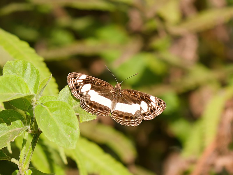 Papillon Neptis