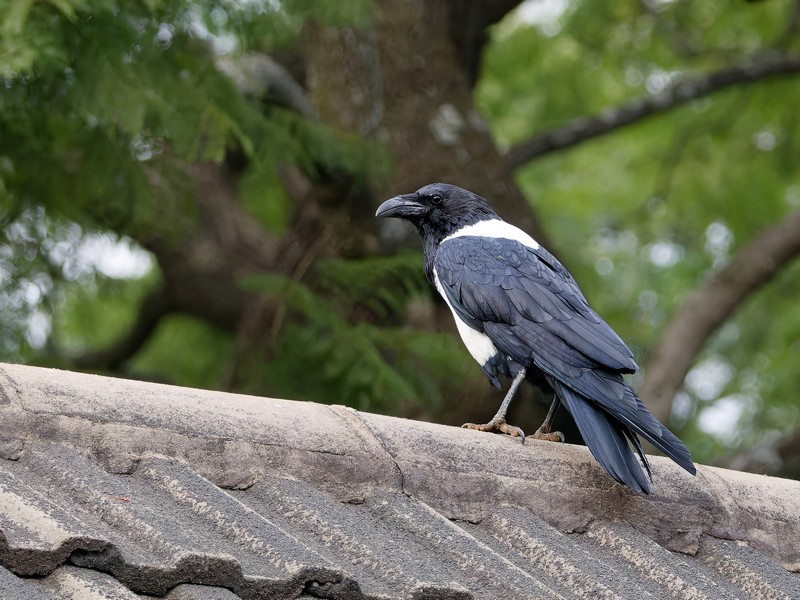 Corbeau pie