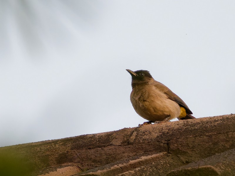 Bulbul des jardins