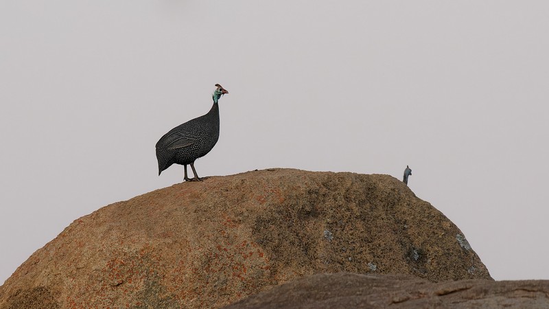 Pintade de Numidie sur une des Balancing Rocks