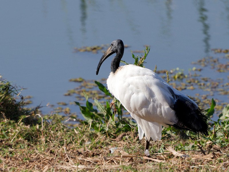 Ibis à cou noir