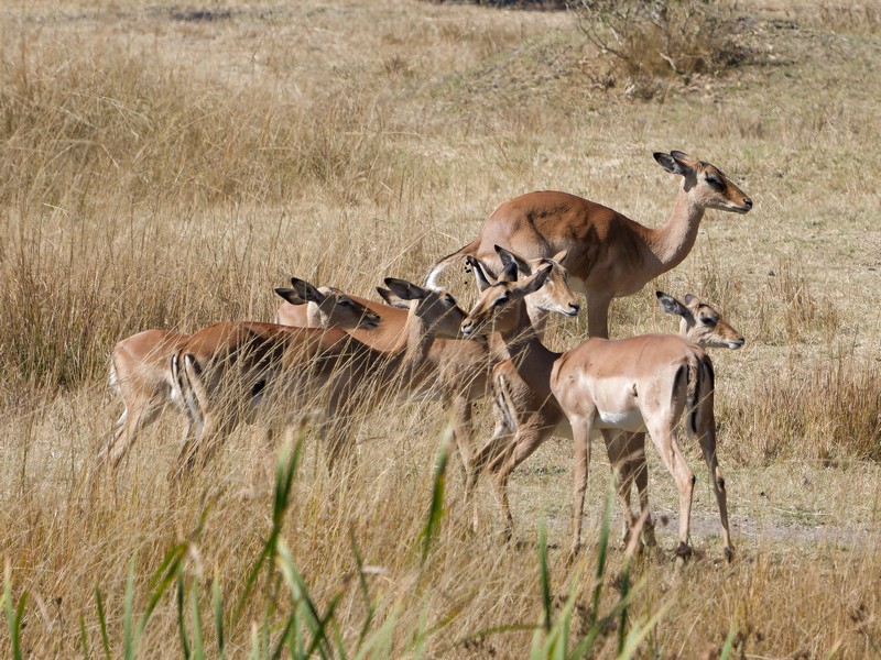 antilopes