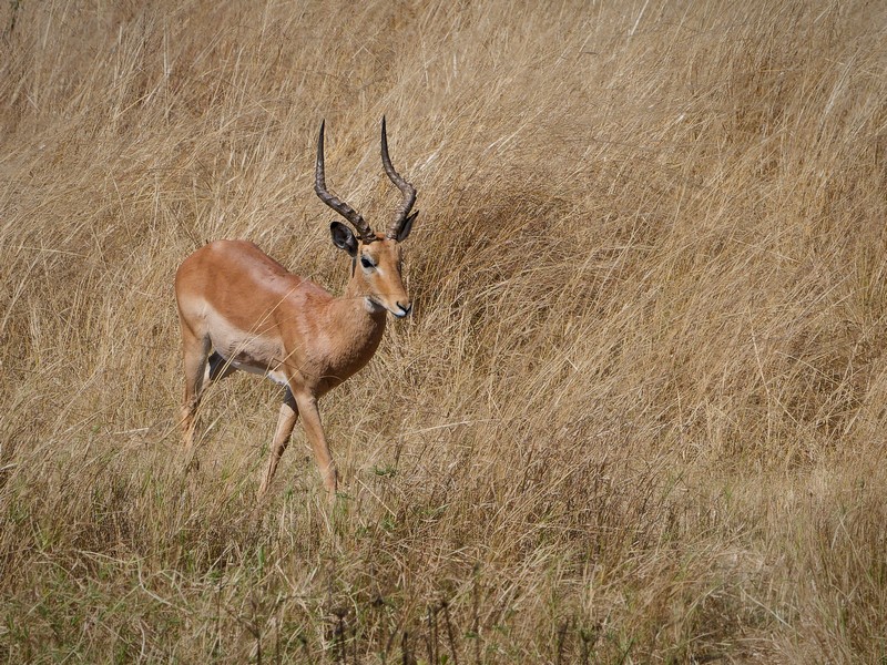 impala