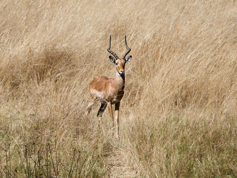 impala